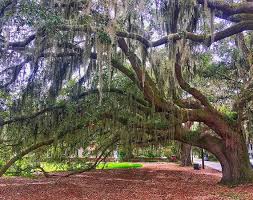 We did not find results for: Live Oaks With Moss South Carolina Tree Moss By Jean Morgan Photo Stock Snapwire