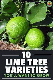 The lime should be spread evenly throughout the garden before plowing or spading it into the soil to a depth of 6 inches. Pin On Gardening