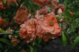 We did not find results for: Cameo Flowering Quince Chaenomeles Speciosa Cameo In Columbus Dublin Delaware Grove City Gahanna Bexley Ohio Oh At Oakland Nurseries Inc