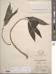 Image result for Pilea sublucens