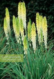 Image result for Kniphofia linearifolia