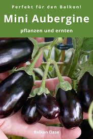 Ich gebe dir ein paar infos zum anbau, dem richtigen standort und zur pflege. Mini Aubergine Pflanzen Und Ernten Wann Sind Auberginen Reif Auberginen Pflanzen Pflanzen Balkongemuse