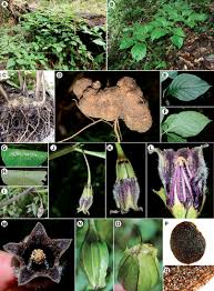 Image result for Discopodium penninervium