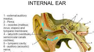 Synonyms for external acoustic meatus in free thesaurus. Ear Feature Human Ear Anatomy Online Ear Structure