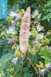 Image result for Albizia adianthifolia × gummifera