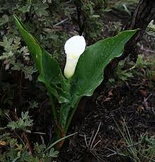 The actual meaning of the flower is beauty and it has sort of a femme fatal look to it. Zantedeschia Calla Lily Arum Lily A To Z Flowers