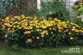 It's a very popular type of restaurant in my country. 10 Of The Longest Flowering Perennials For Your Garden