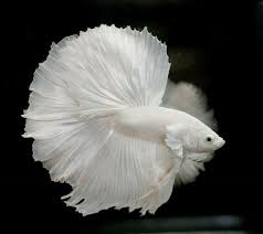 Think your betta fish has fin or tail rot? Betta Fighter Fish Types On Mmh