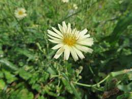 Image result for Lactuca inermis