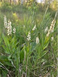 Image result for Polygala sadebeckiana