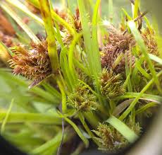 Image result for Cyperus squarrosus