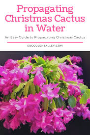 Christmas cacti are easy to propagate. Propagating Christmas Cactus In Water The Right Way Succulent Alley