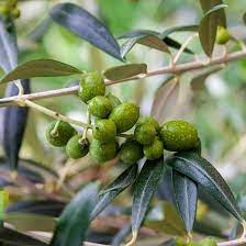 Besides fruit type (for example, can apples be grown in zone 9?), i'd like to find specific varieties as well. Types Of Dwarf Fruit Trees Zone 9 Spring Hill Nursery Pergola Plants Fruit Trees For Sale