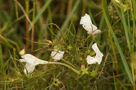 Image result for Rhamphicarpa