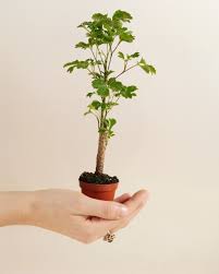 Image result for Polyscias