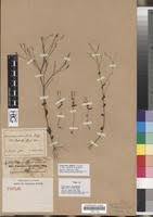 Image result for Canscora kirkii