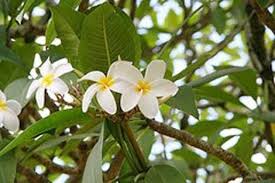 Find the scientific name of national flowers for all south american countries. Two Flowers Looks Same But Really Different Steemkr
