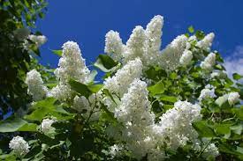 Lilac Madame Lemoine Lilac Plant Lilac Syringa Vulgaris