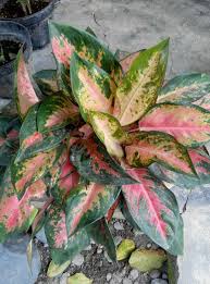 Pokok keladi mempunyai daun yang lebar berbentuk hati dengan saiz yang pelbagai. Keladi Red Star Steemit