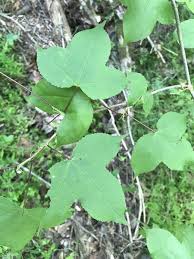 Image result for Liquidambar formosana