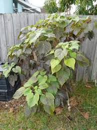 Image result for Gyrocarpus
