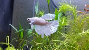 Bloodied Fins Possible Fin Rot The Planted Tank Forum