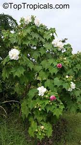 Pin On Flowering Shrubs