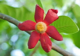 Image result for Uvaria afra