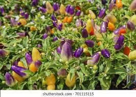 Mala market facing heaven chili pepper. Close Shoot Colorful Facing Heaven Pepper Stock Photo Edit Now 701115115