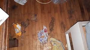 Die dreijährige wies am körper mehrere offene hautstellen auf. Tot Hundin 14 Tage Unversorgt In Wohnung Zuruckgelassen Aktuelles Planet Hund