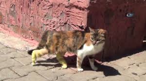 Bacaklari Kopan Hamile Kedi Protez Bacaklari Ile Ilk Adimini Atti Youtube