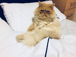 Having cat hair on your clothes simply comes with the territory, but there are some things that you we asked our floppycats readers for advice on how to best remove cat hair from clothes and they disposable latex gloves or kitchen gloves. Best Way To Remove Matted Fur Persian Cat Corner