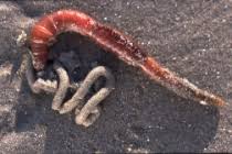 Image result for Aneilema arenicola