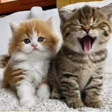 1267 213 cat pet licking animal. Cat Cute Cats And Kitty Image 7650832 On Favim Com