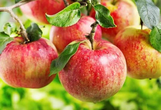 🍎 تفاح لبنان 🇱🇧… يعتبر تفاح لبنان،احد اقدم واعرق الزراعات في العالم ،  ولنا على ذلك اكثر من دليل تاريخي