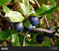 Blackthorn or sloe scientifically known as prunus spinosa is a low, spreading, thorny bush or small tree of the plum genus of the family rosaceae (rose family) among other economically important species, such as apple, apricot, blackberry, pear, and plum or prune, having black bark, white flowers, and deep blue fruits, usually rather acrid and not much larger than peas. Sloes Flavouring Image Photo Free Trial Bigstock