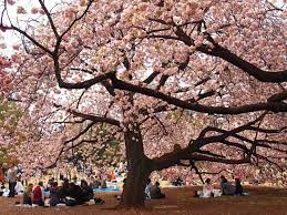 Taman sakura salah satu taman tercantik dalam area kebun raya cibodas dengan keindahan bunga sakura ala jepang. Demi Selfie Yang Eksentrik Mereka Rela Merusak Keindahan Sakura Semoga Ini Yang Terakhir Kalinya Terjadi