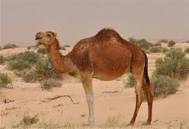 10 Incredibly Adaptive Sahara Desert Animals Desert Animals Largest Desert Animals