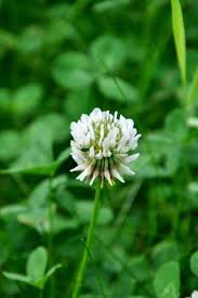Pin On Gardening
