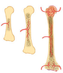 This is due to the shape of the bones, not their size. Bone Formation Advanced Ck 12 Foundation