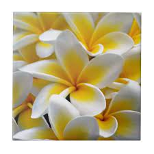 Frangipani Plumeria Flower Photo Ceramic Tile Zazzle Com In 2021 Flower Photos Plumeria Flowers Flower Throw Pillows