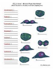 Some of the worksheets displayed are meiosiswork 2, cells alive meiosis work answer key, name of phase, cell cycle mitosis and meiosis, mitosis and meiosis webquest, cell division, stages of mitosis work answer key, phases of meiosis work answers. Mitosisphases 1 1 Cells Alive Mitosis Phase Worksheet Match The Picture To The Phase Tell What S Happening Now Interphase 1 Pmphase Course Hero