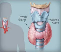 Image result for Thyroiditis
