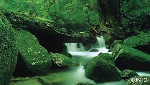 Yakushima | JTB der Japanspezialist