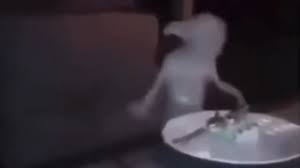 Dobby Going Crazy Know Your Meme
