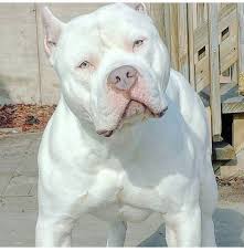 Gorgeous His Name Would Be Ghost Pitbull Terrier Cute Animals Beautiful Dogs