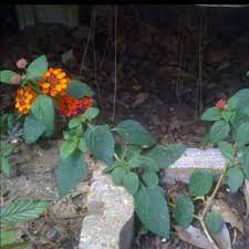 Texas Flame Lantana Plants Flowers