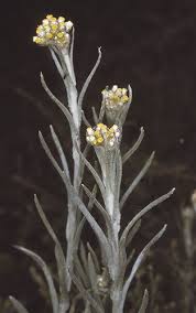 Image result for Pseudognaphalium luteo-album