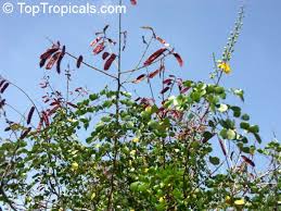 Image result for Caesalpinia cassioides