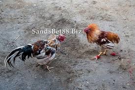 #sesuhunan #balimetaksu_ #taksuringbali_ #taksudenpasar #taksucalonarang #taksu_bali #taksusesuhunan #taksualit #taksubali_kerauhan #taksubudayabali #taksubudayabali #budayabali #budayabaline #senibudayabali #infobudayabali #art_taksu #calonaranggianyar. Judi Sabung Ayam Online Android Indonesia S128 Sandsbet88net S Blog